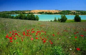 Le lac avec des coquelicots