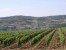 Les vignes Les vignes